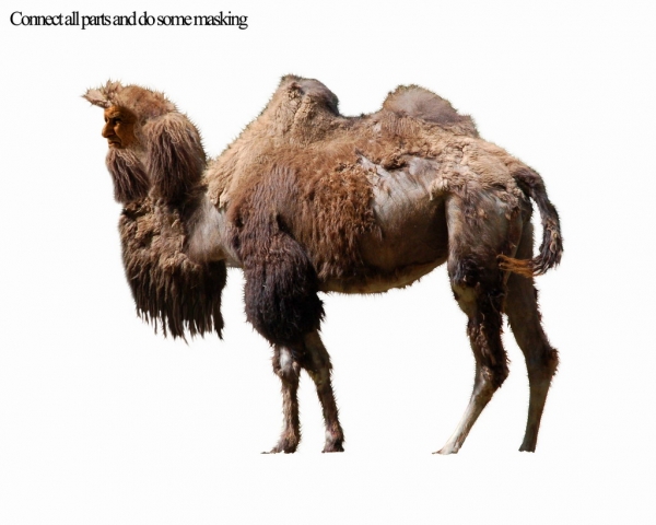 Creation of Parallel Camel Universe: Step 5